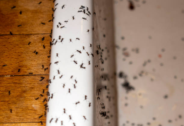 Best Best Pest Control Companies  in Egypt Lake Leto, FL