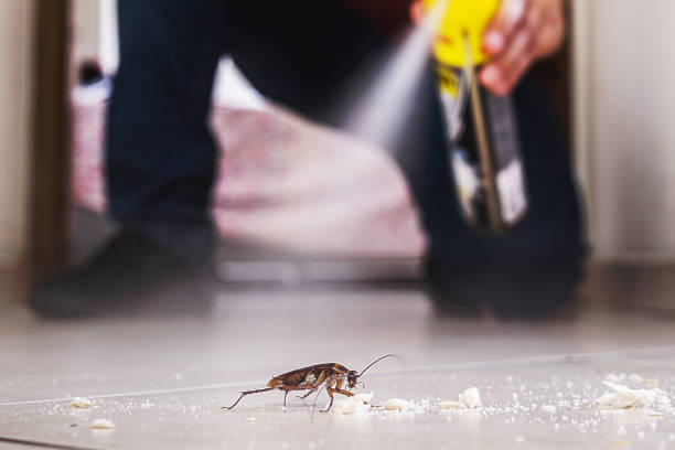 Best Cockroach Control Services  in Egypt Lake Leto, FL
