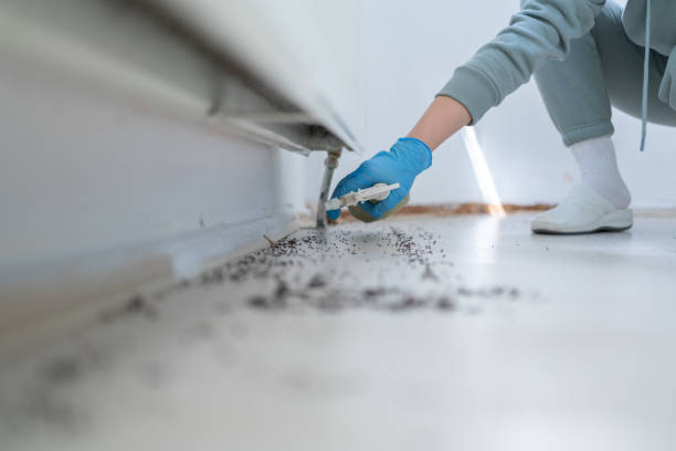 Trusted Egypt Lake Leto, FL Pest Control Experts